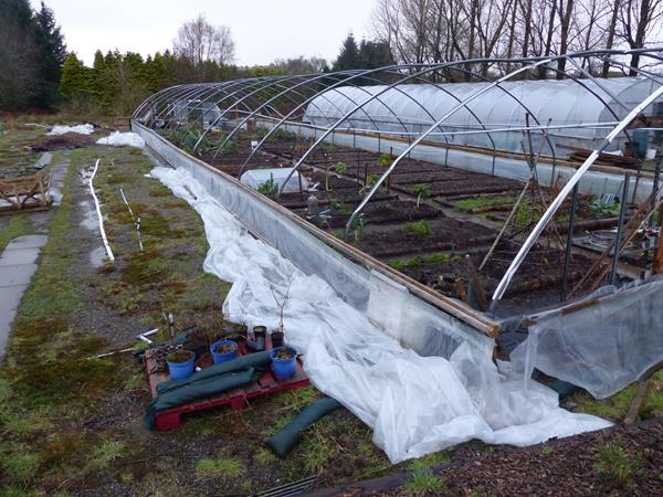 Lorn Organic Growers polytunnel Jan 2016